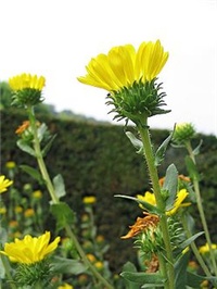 304bf892-Grindelia robusta.jpg